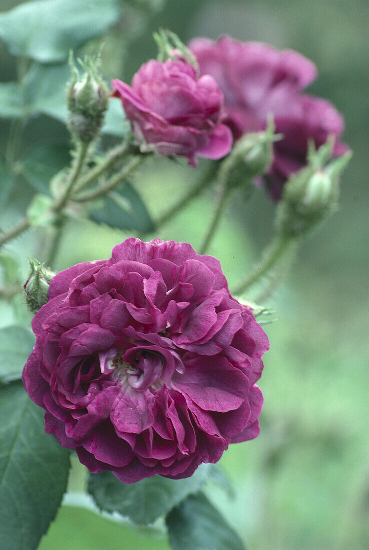 Rosa 'William Lobb' flower