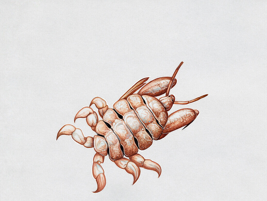 Whale louse, illustration