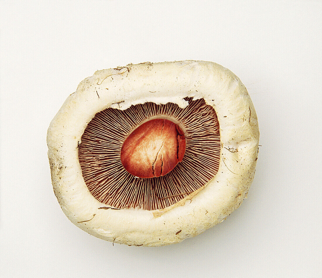 Salt-loving mushroom (Agaricus bernardii)