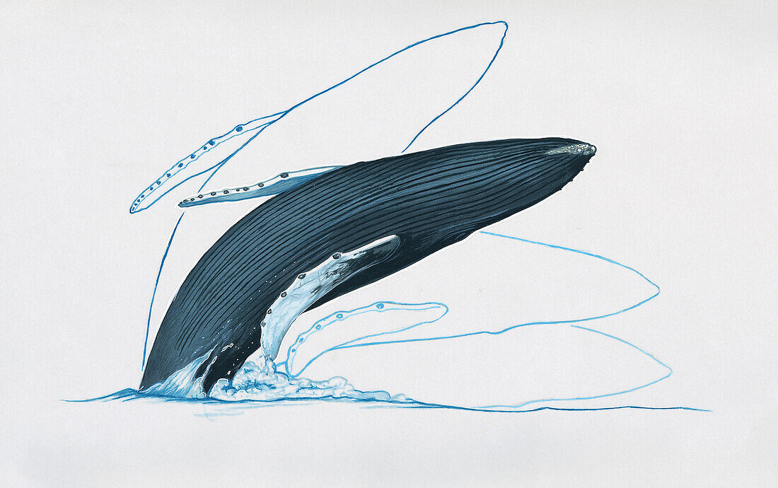 Humpback whale breaching water's surface, illustration