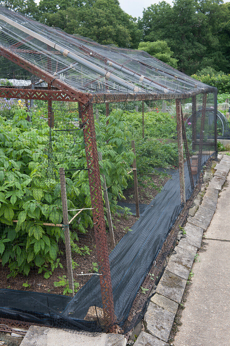 Fruit plants in netted cage on allotment