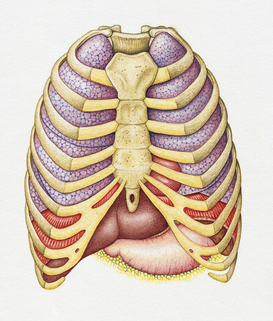 Rib cage and organs, illustration