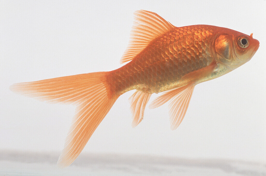 Comet-tailed goldfish