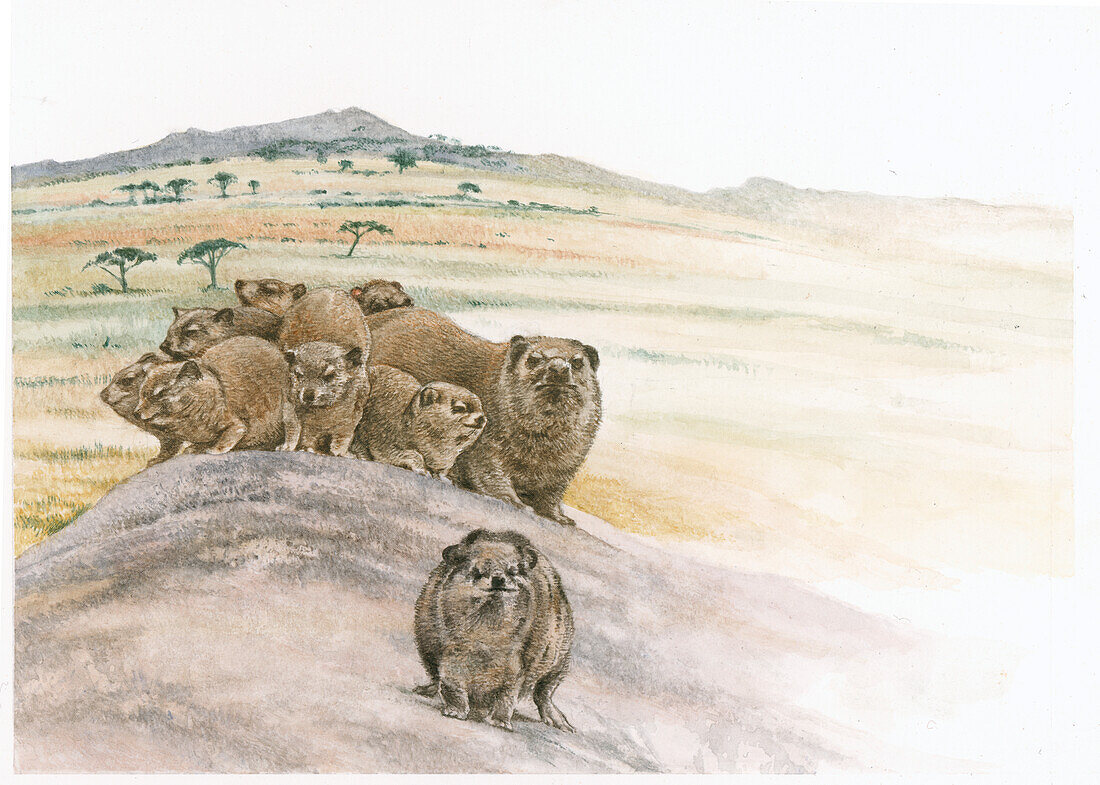 Rock hyraxes, illustration