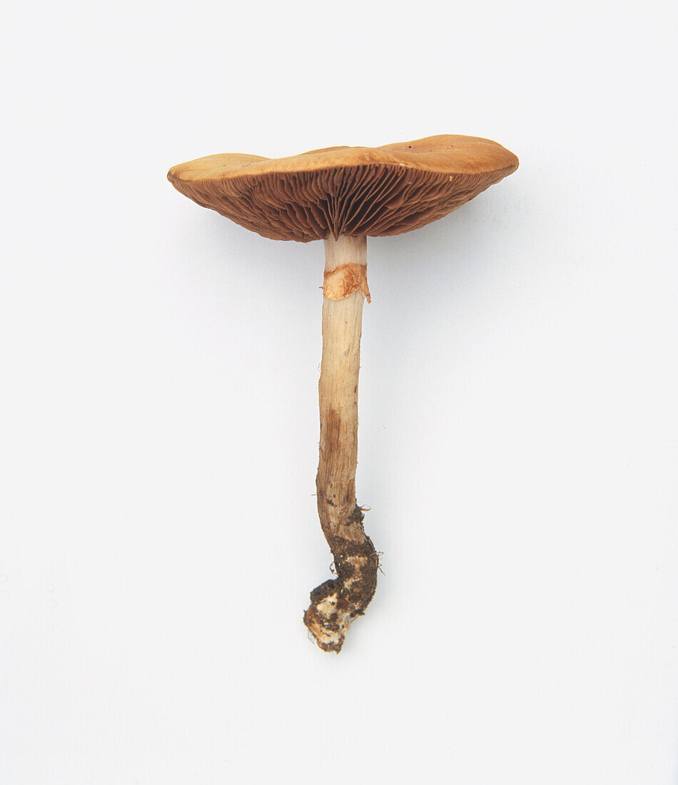 Spring fieldcap (Agrocybe praecox) mushroom