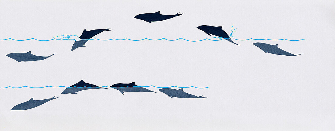 Fraser's dolphin dive sequence, illustration