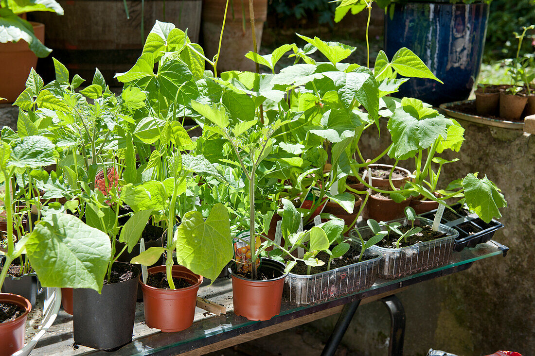 Courgette and bean seedlings in pots on table