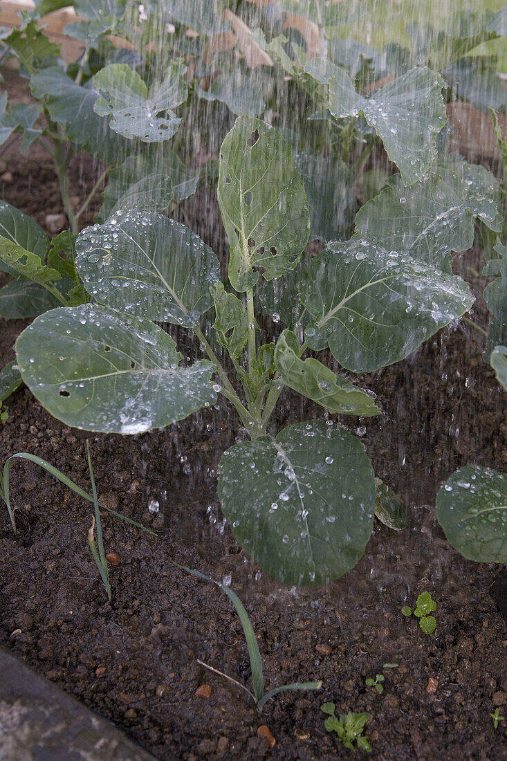 Watering cabbage (Brassica oleracea)