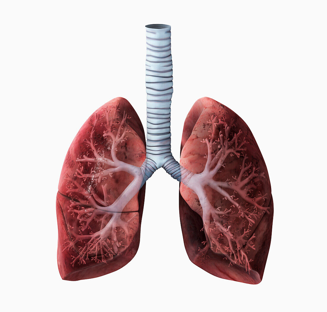 Human lung at 28 weeks, illustration