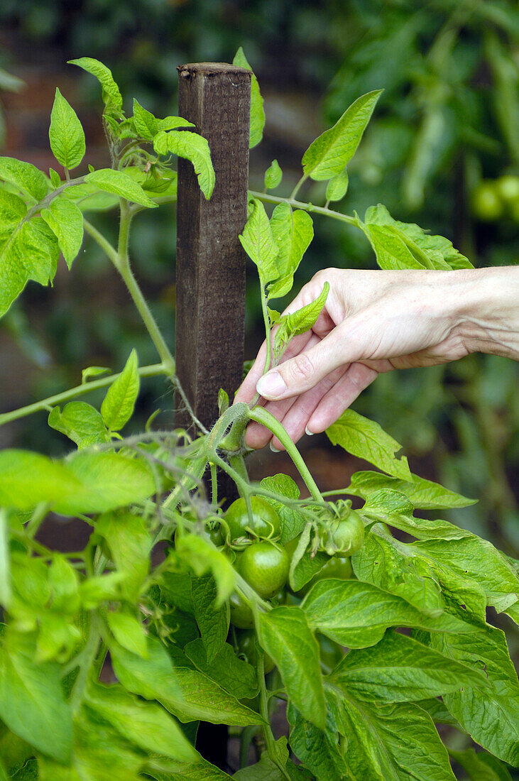 Hand holding sideshoot of tomato plant