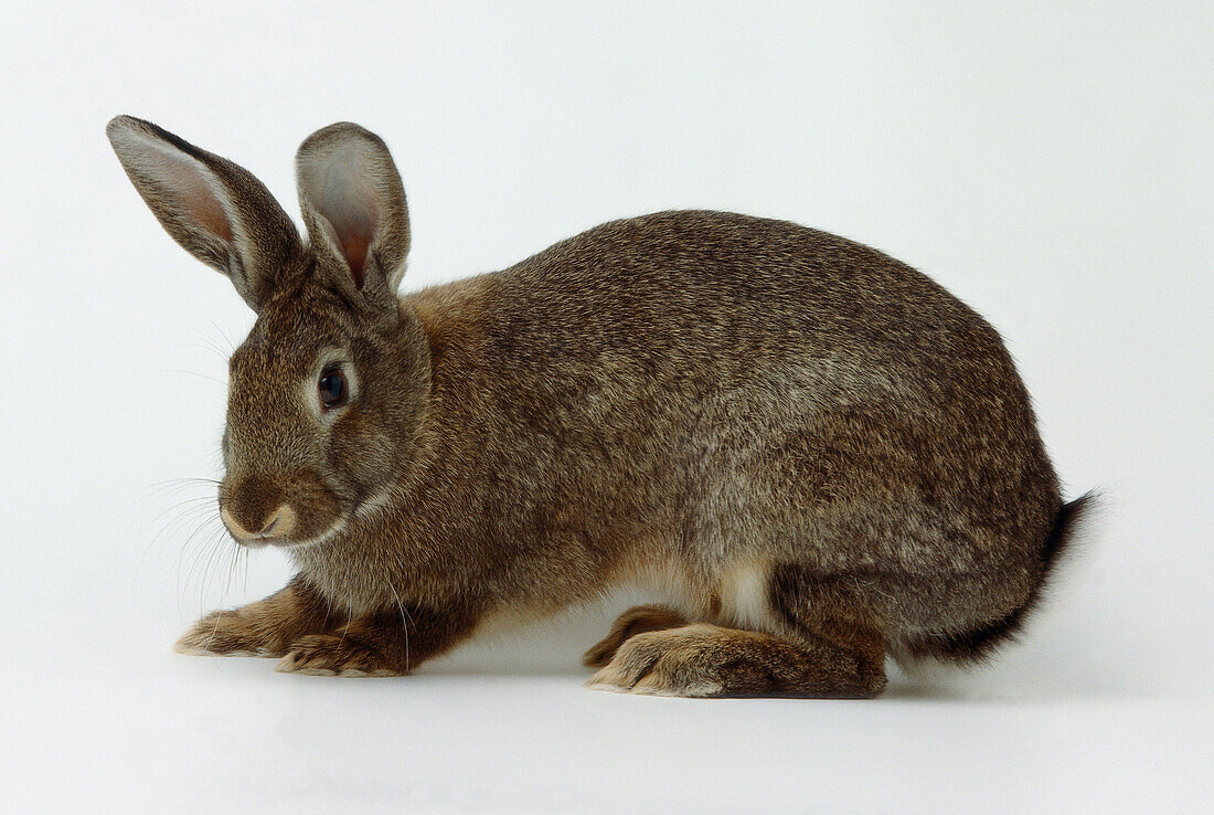 Brown rabbit crouching down
