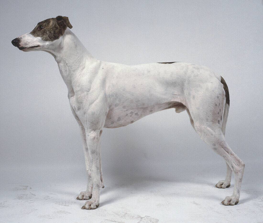 Hungarian greyhound