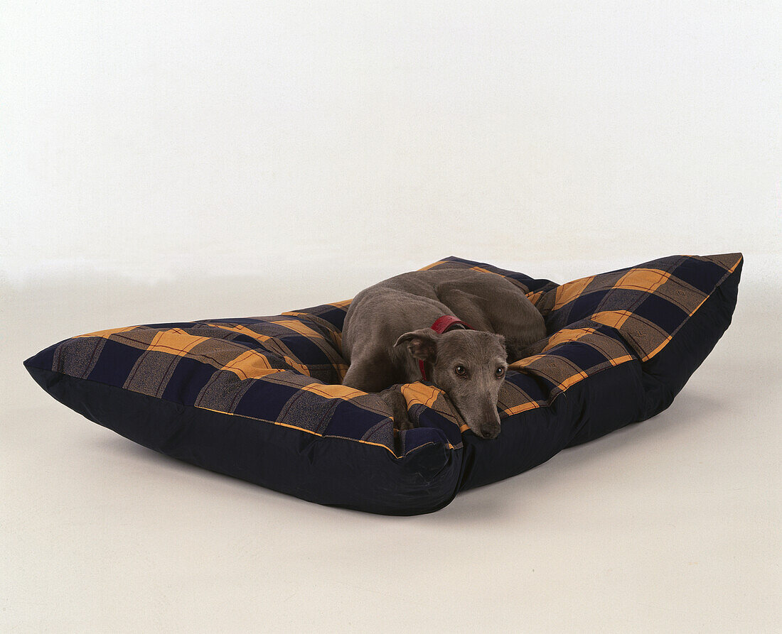 Dog laying on a large cushion