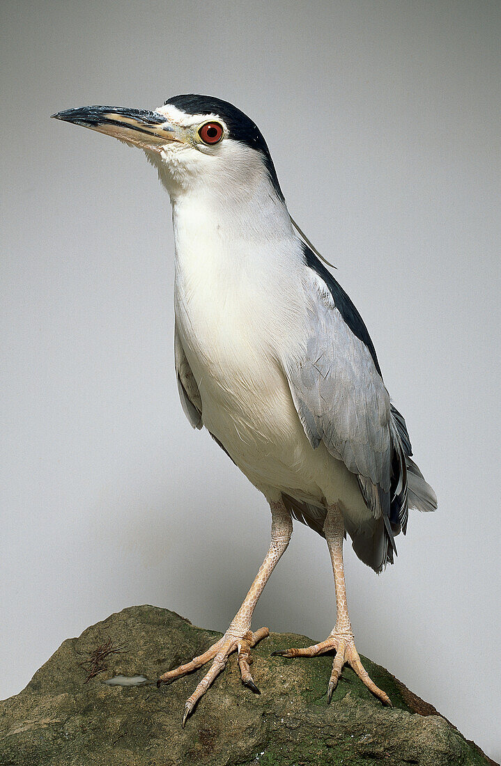 Black-crowned night heron perched on a rock