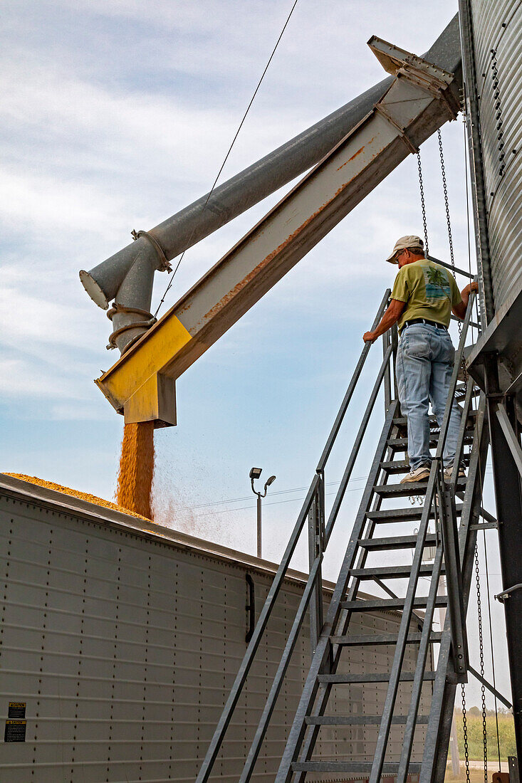 Trucker loading corn from a grain storage silo