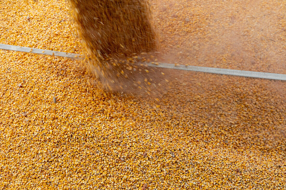 Corn loading at grain storage silos