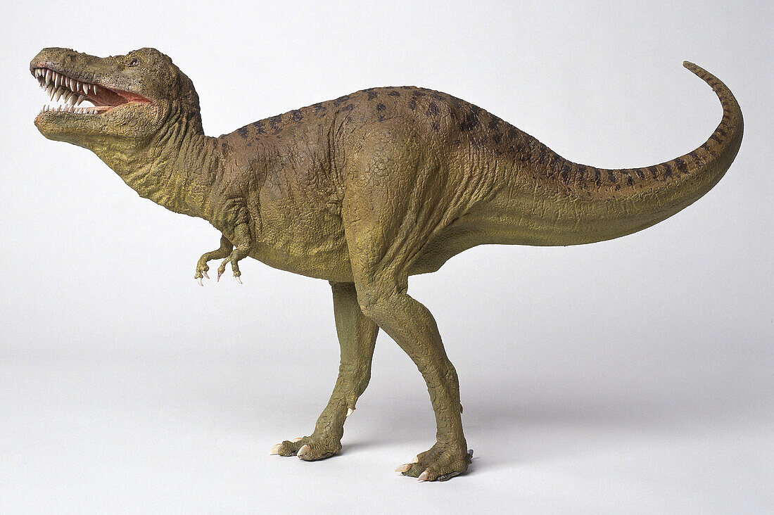 Tyrannosaurus rex model