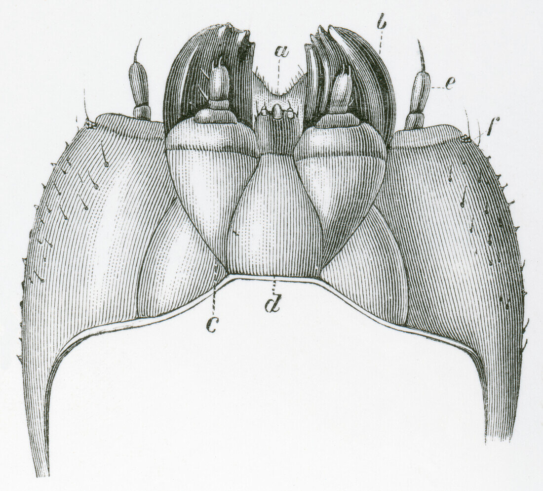 Oak silkmoth (Antherea harti) jaws, illustration