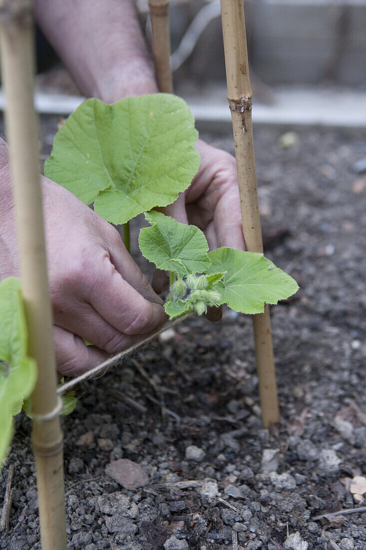 Yellow courgette, zucchini, tying young plants