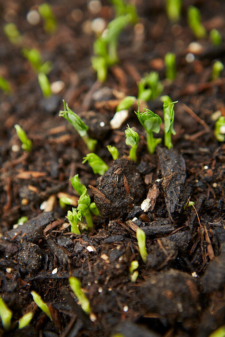 Green shoots growing from soil