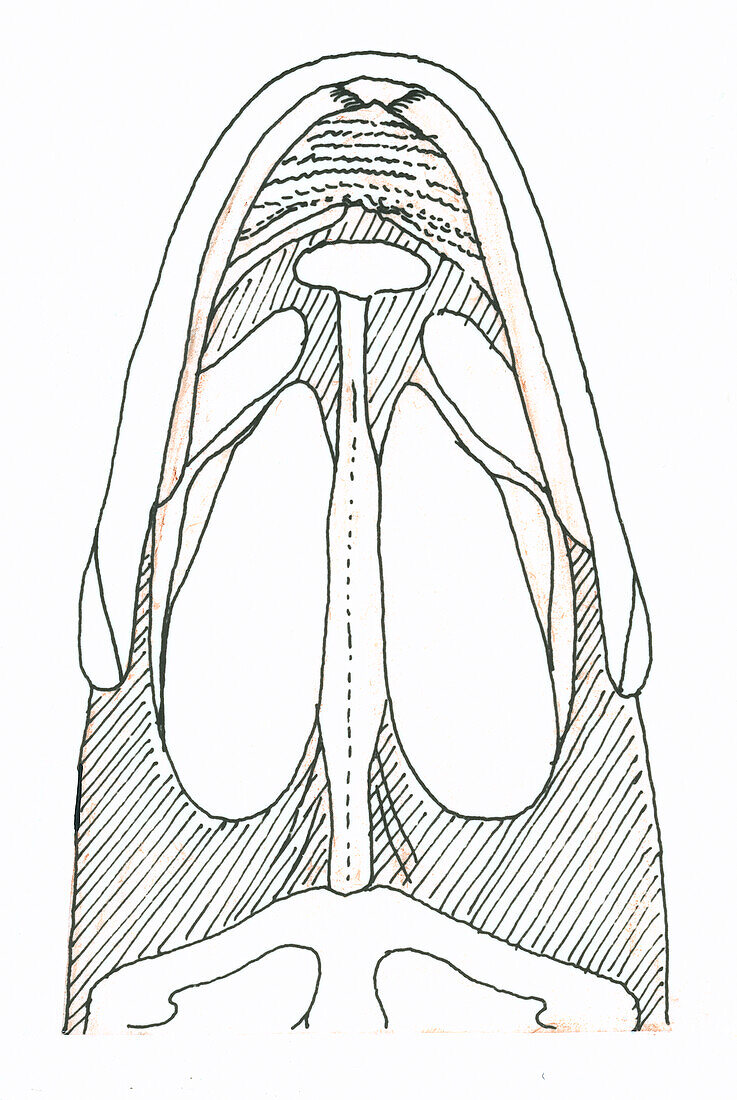 Roof of archerfish's mouth, illustration
