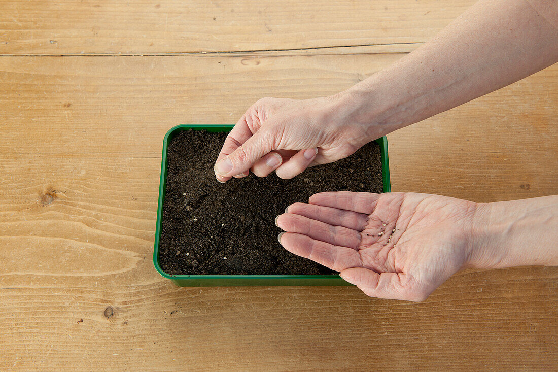 Sowing vegetable seeds in tray of compost