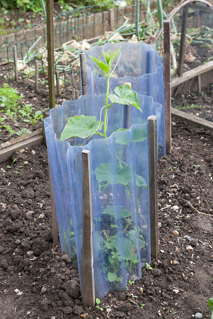Protective wire cage over vegetable plant