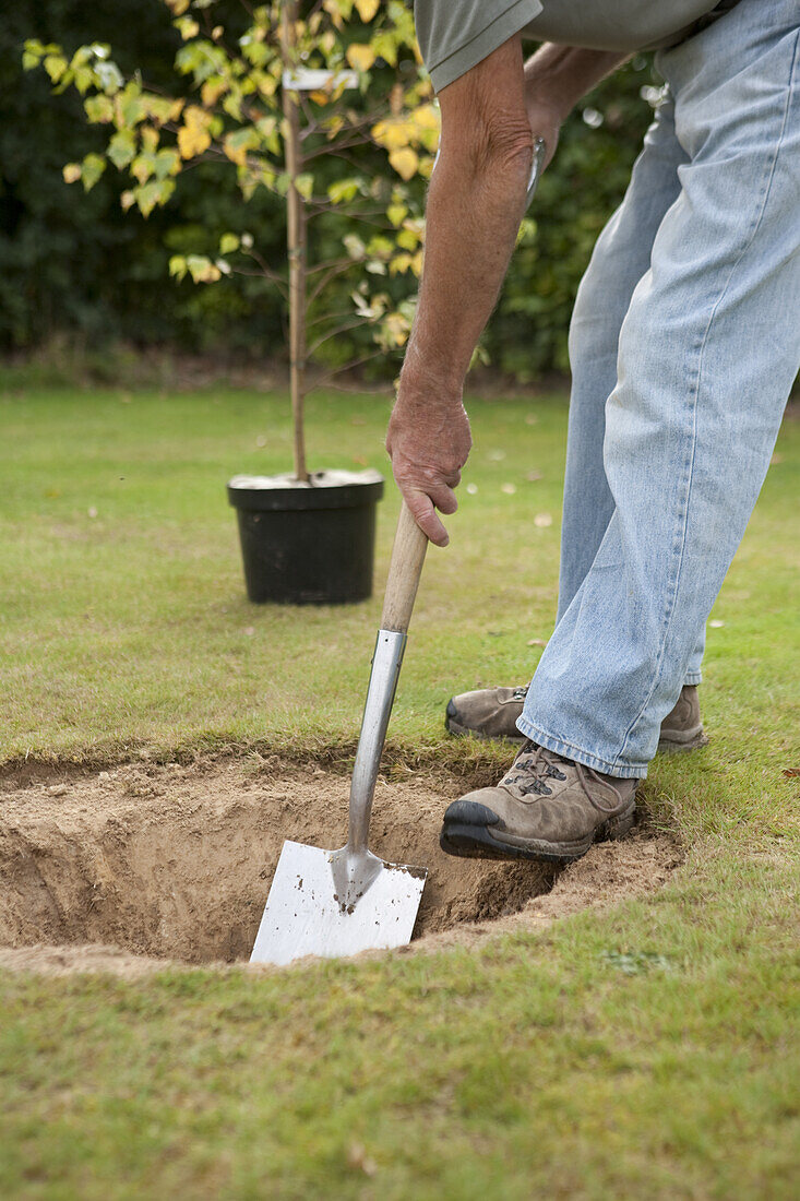 Digging a hole in lawn to plant a tree