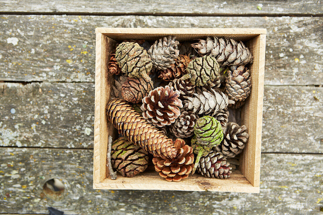 Collection of pine cones in wooden box