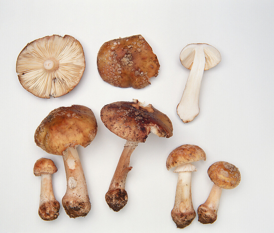 Blusher mushroom