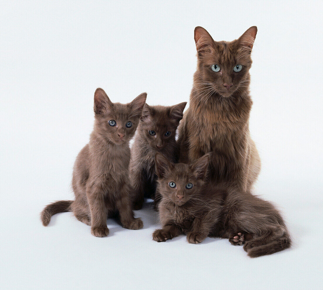 Cinnamon angora cat and three kittens