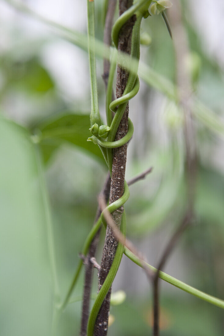 Vegetable plant entwined around a stick