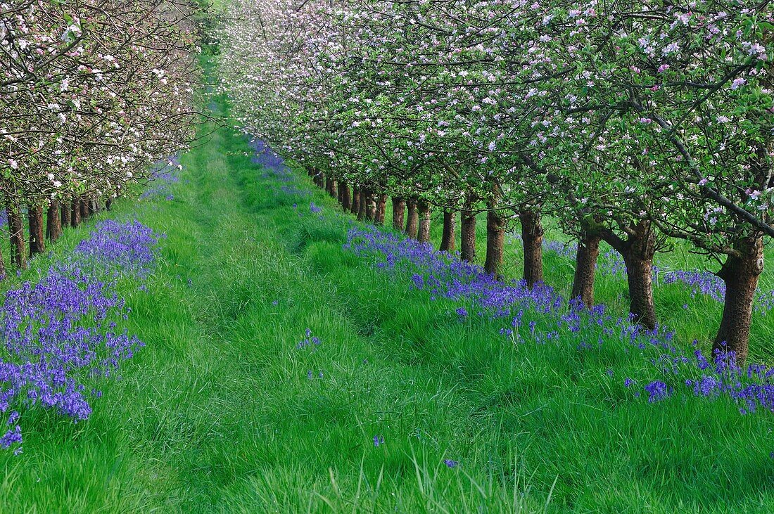 Bluebells in an apple orchard