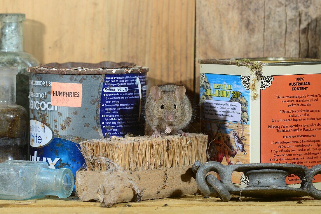 House mouse in a garden shed set