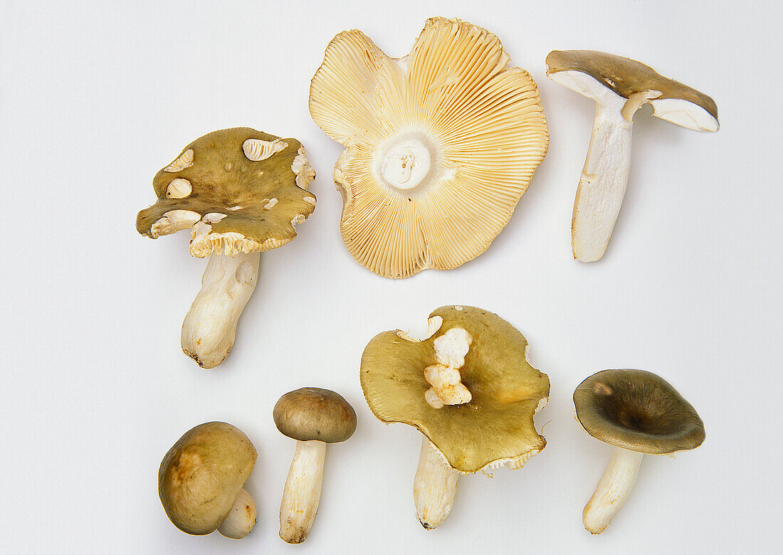 Verdigris Russule (Russula aeruginea) mushroom