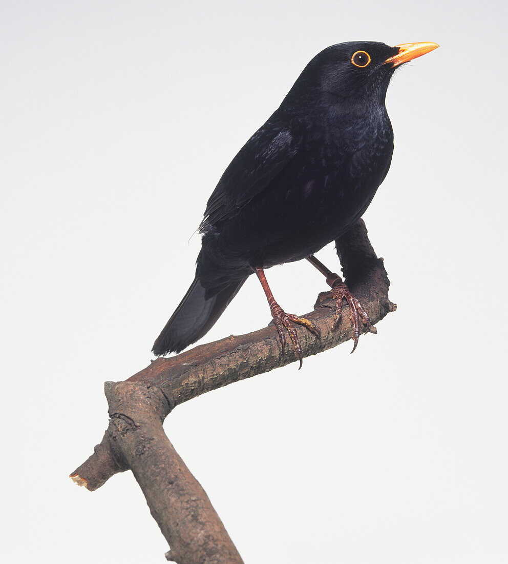 Blackbird (Turdus merula) on a branch