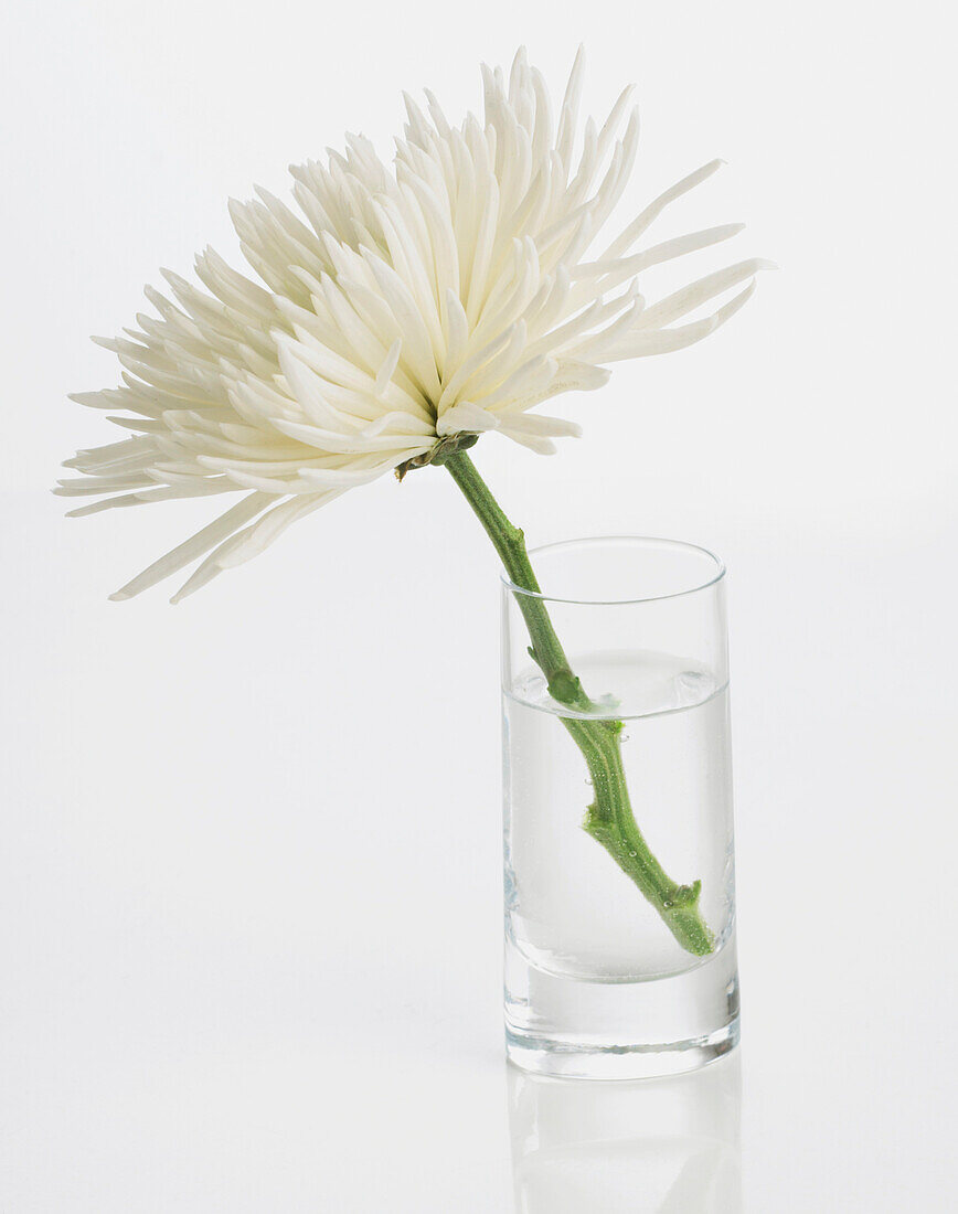 White chrysanthemum in a glass filled with water