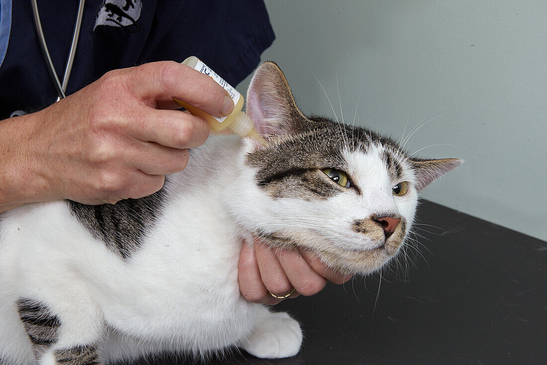 Vet applying ear drops to a male white and tabby cat