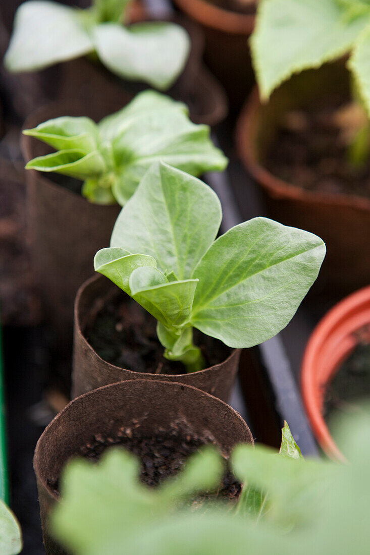 Young vegetable plants growing in tubes