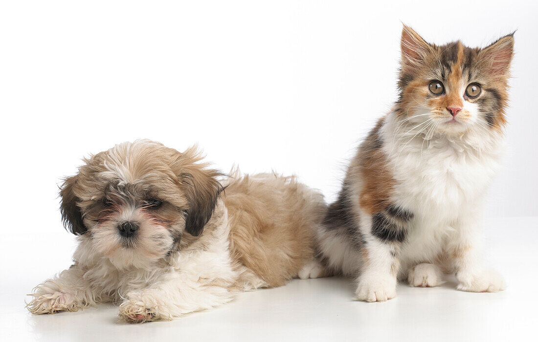 Shih Tzu puppy and tortoiseshell tricolour kitten