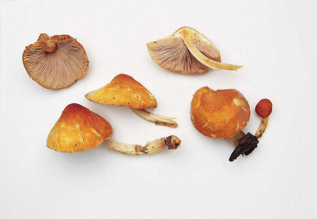 Flame shield cap mushroom (Pluteus Aurantiorugosus)
