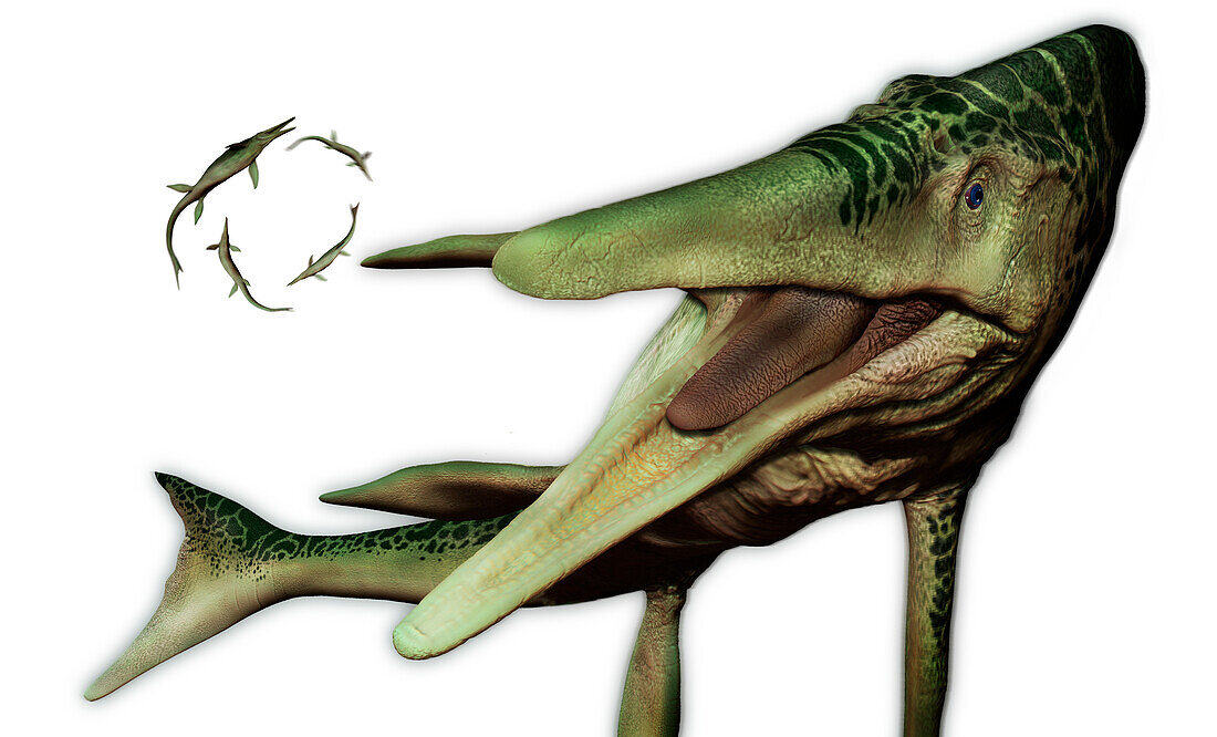 Shonisaurus, illustration