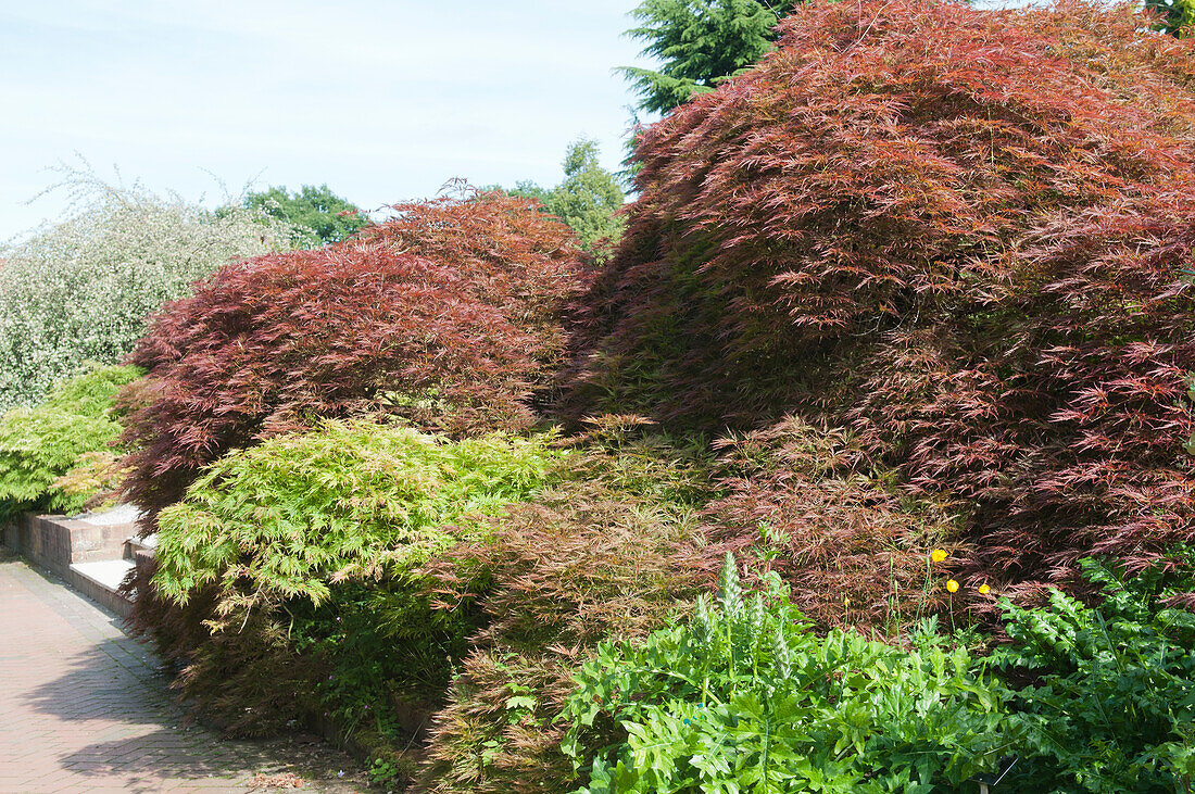 Red maple (Acer sp.) cultivars in a garden