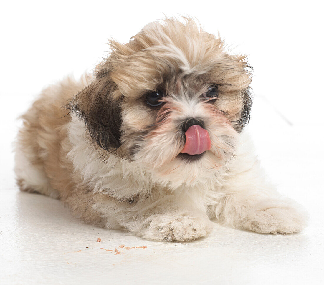Shih Tzu puppy licking its nose