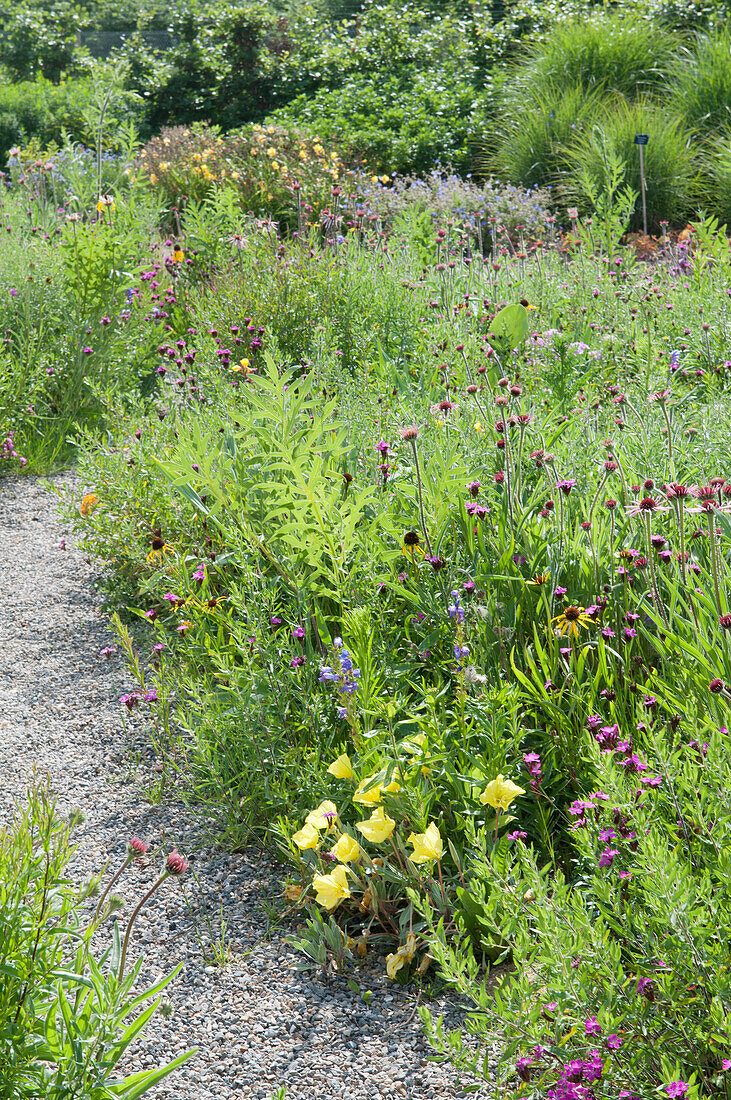 Footpath running through wildflower garden