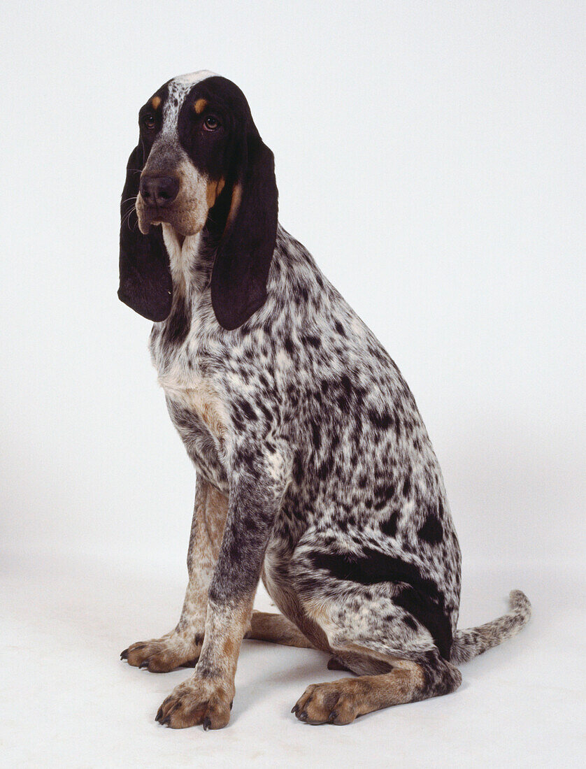 Grand bleu de gascogne hound dog