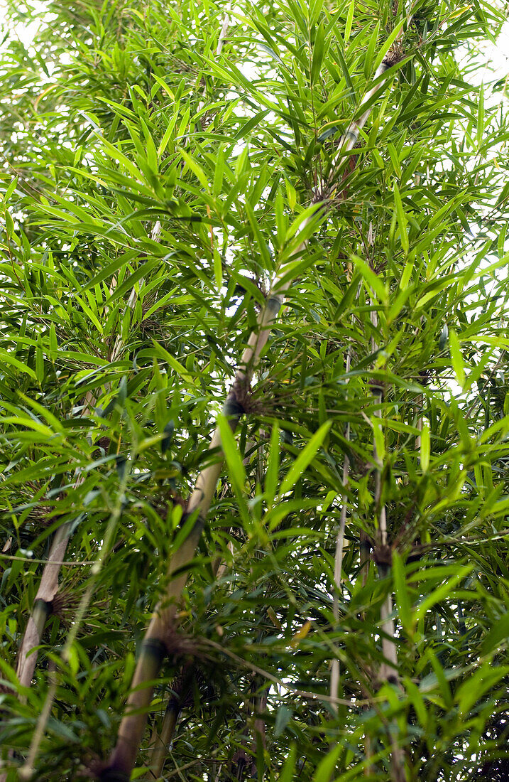 Bamboo clump (Chusquea gigantea breviglumis).