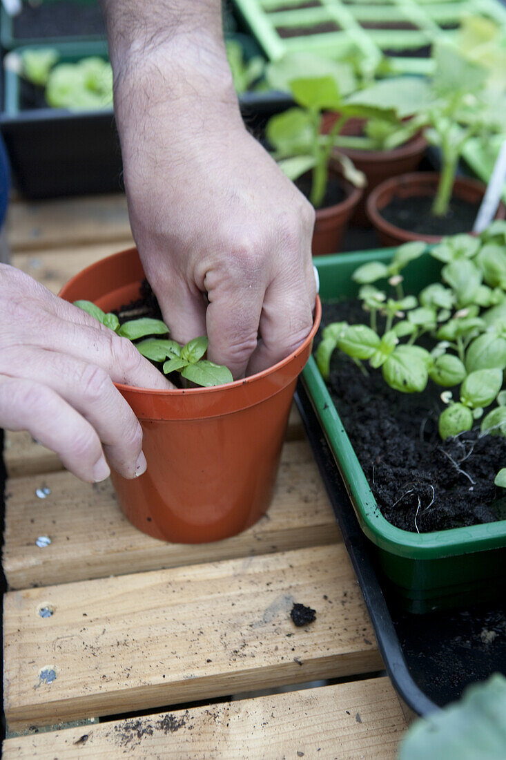 Re-planting seedling from tray to small pot