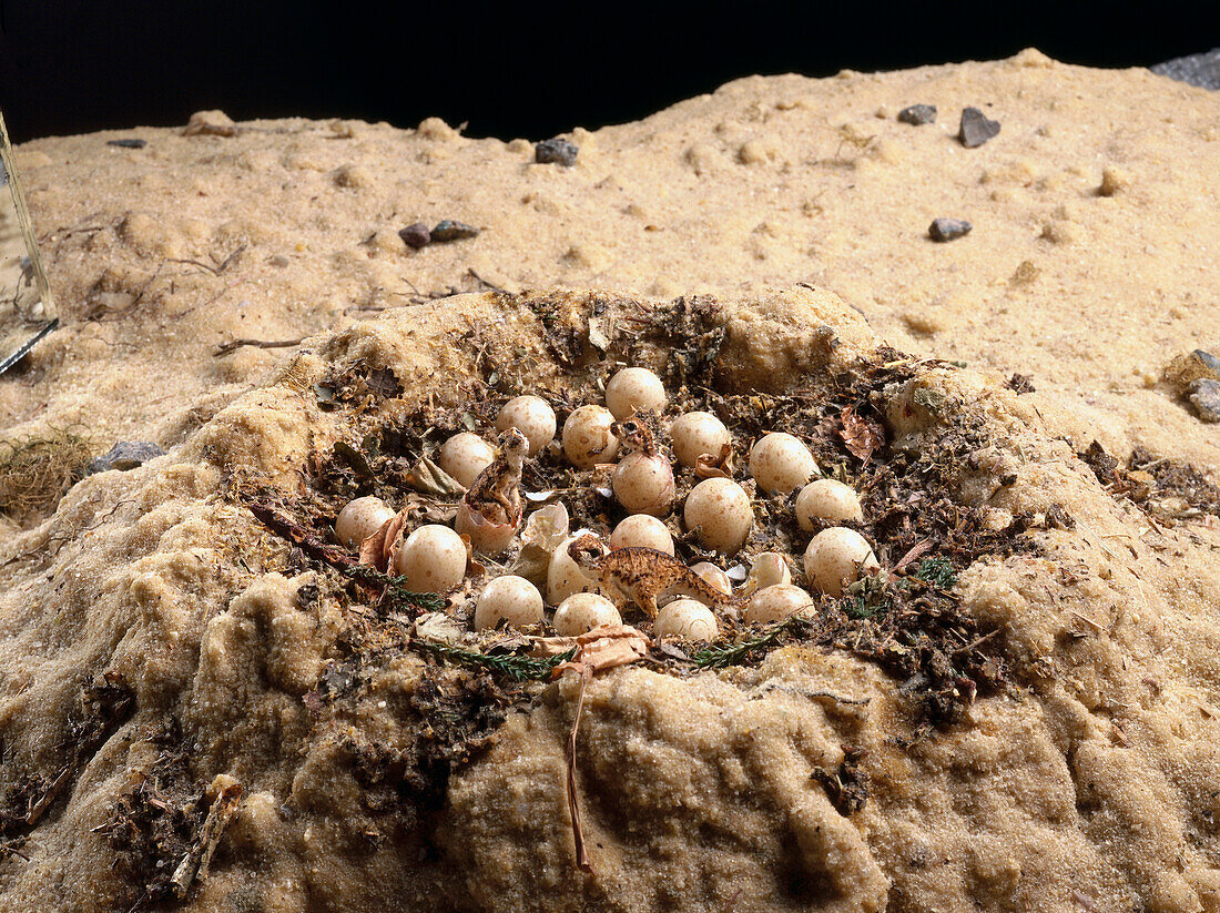 Model of Maiasaura hatching from eggs in a nest