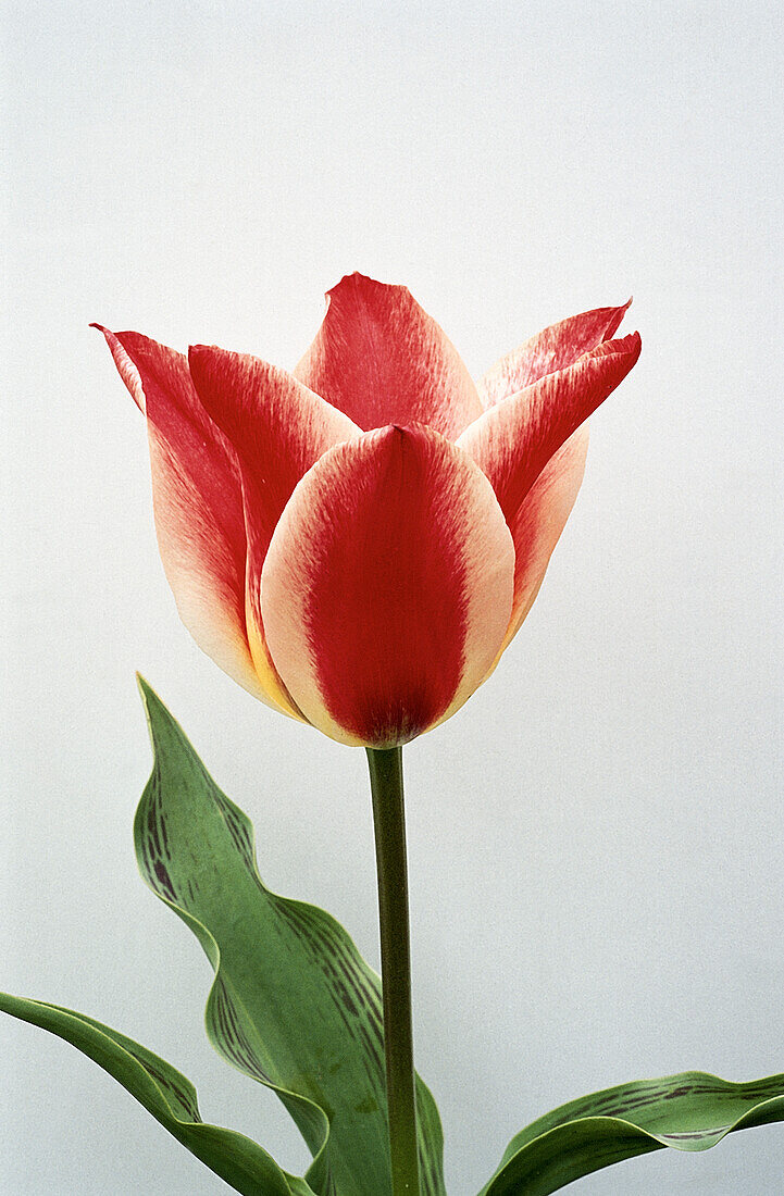 Tulipa 'Plaisir'